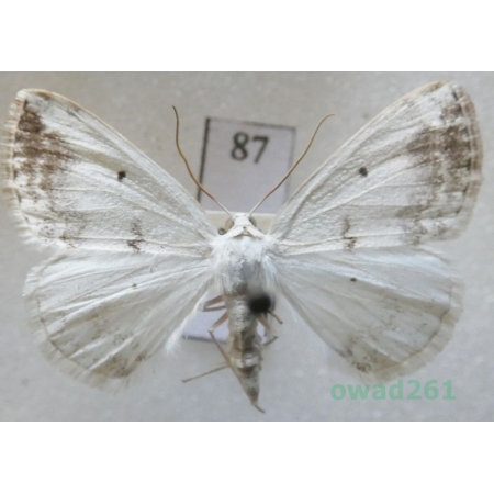 Lomographa temerata (Denis & Schiffermüller, 1775) Czech87